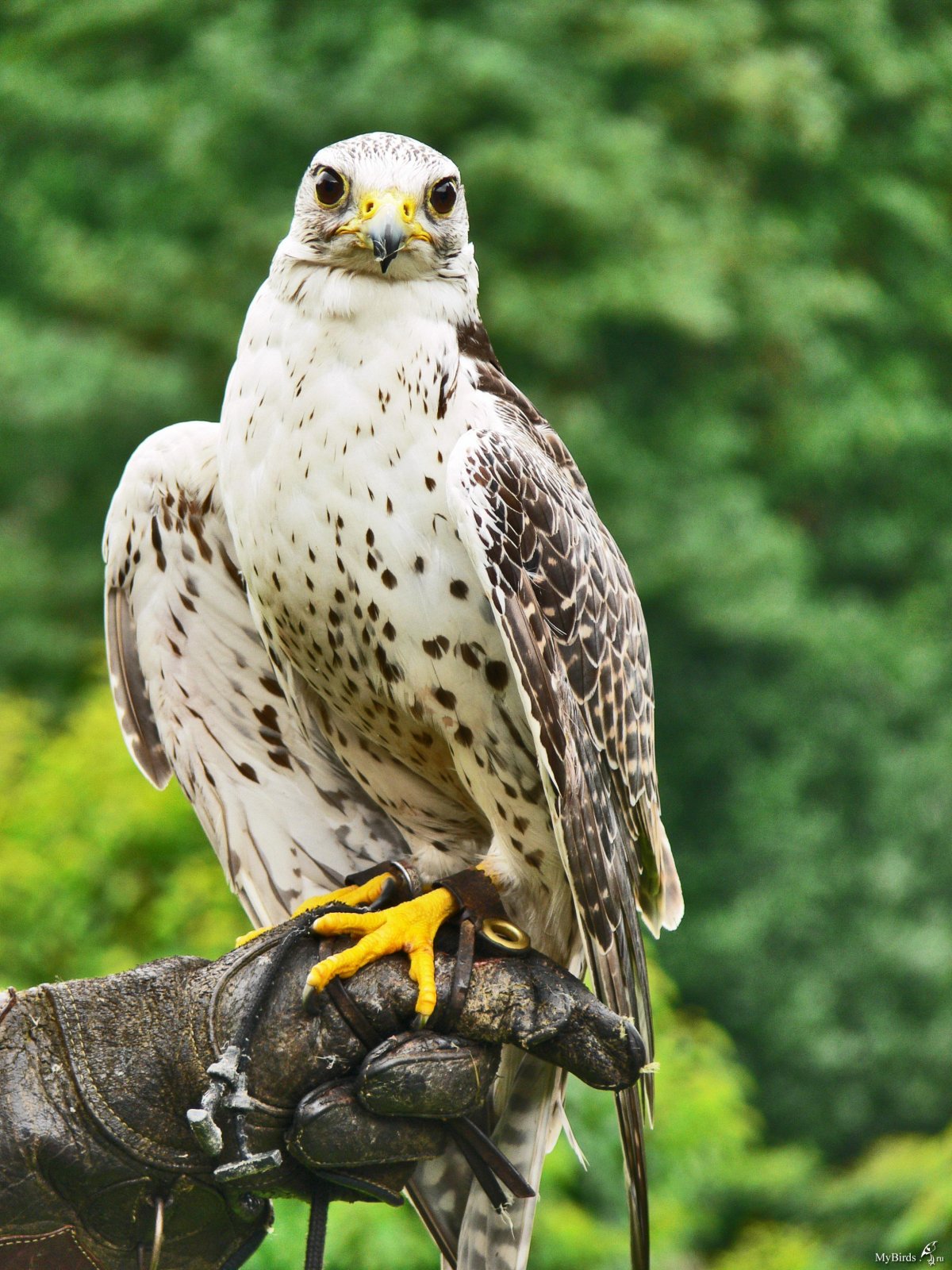 Лунь канюк тетеревятник