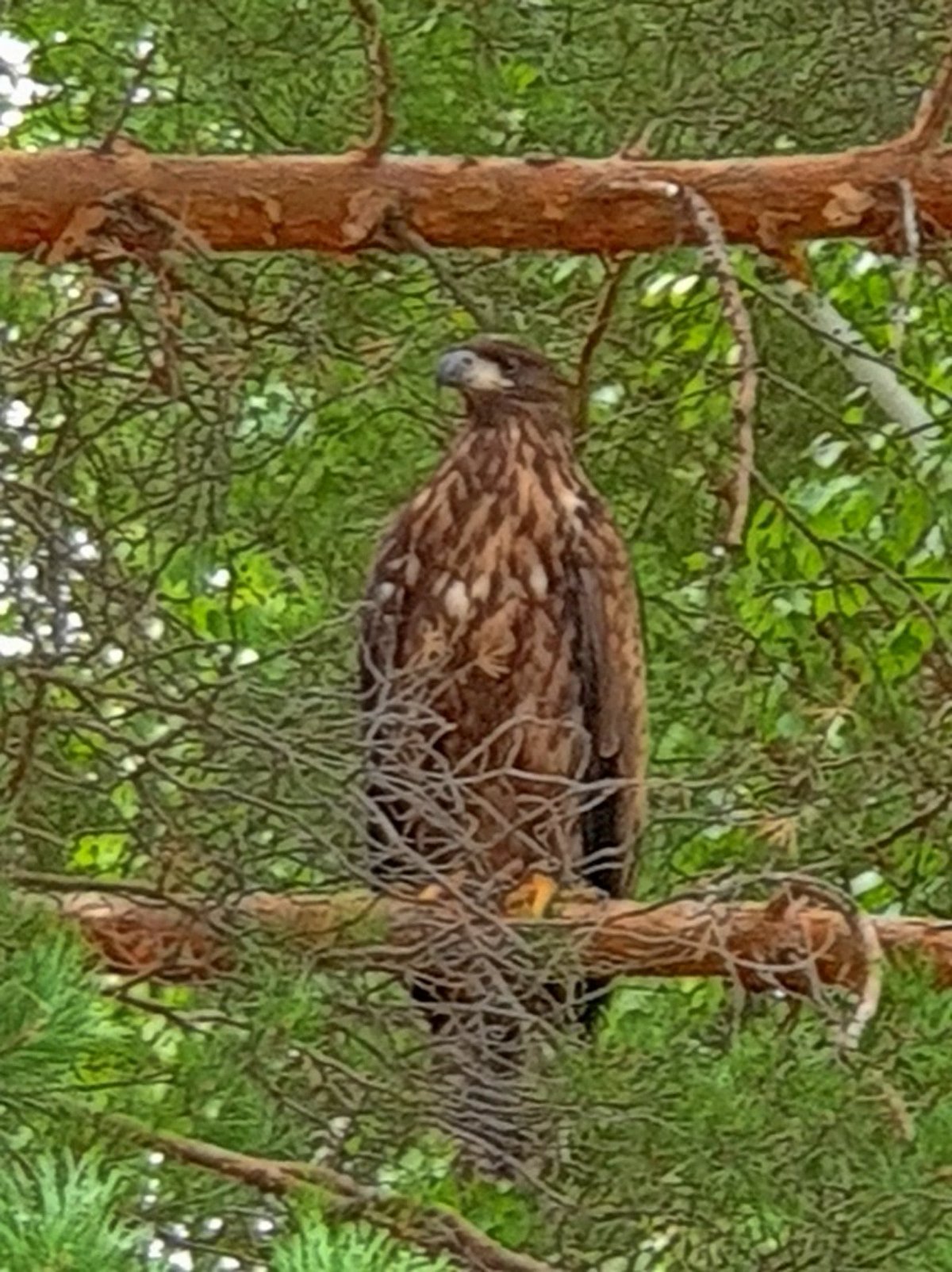 Орлан-белохвост Байкал
