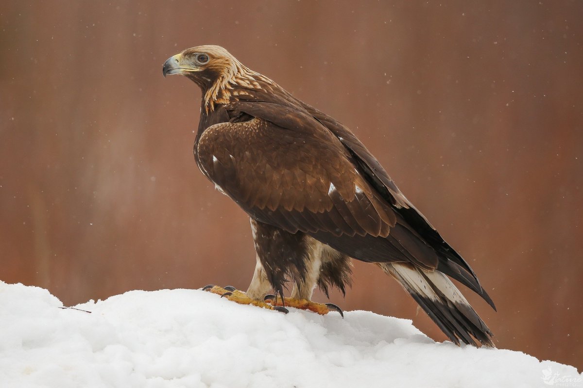Ястреб-тетеревятник фото