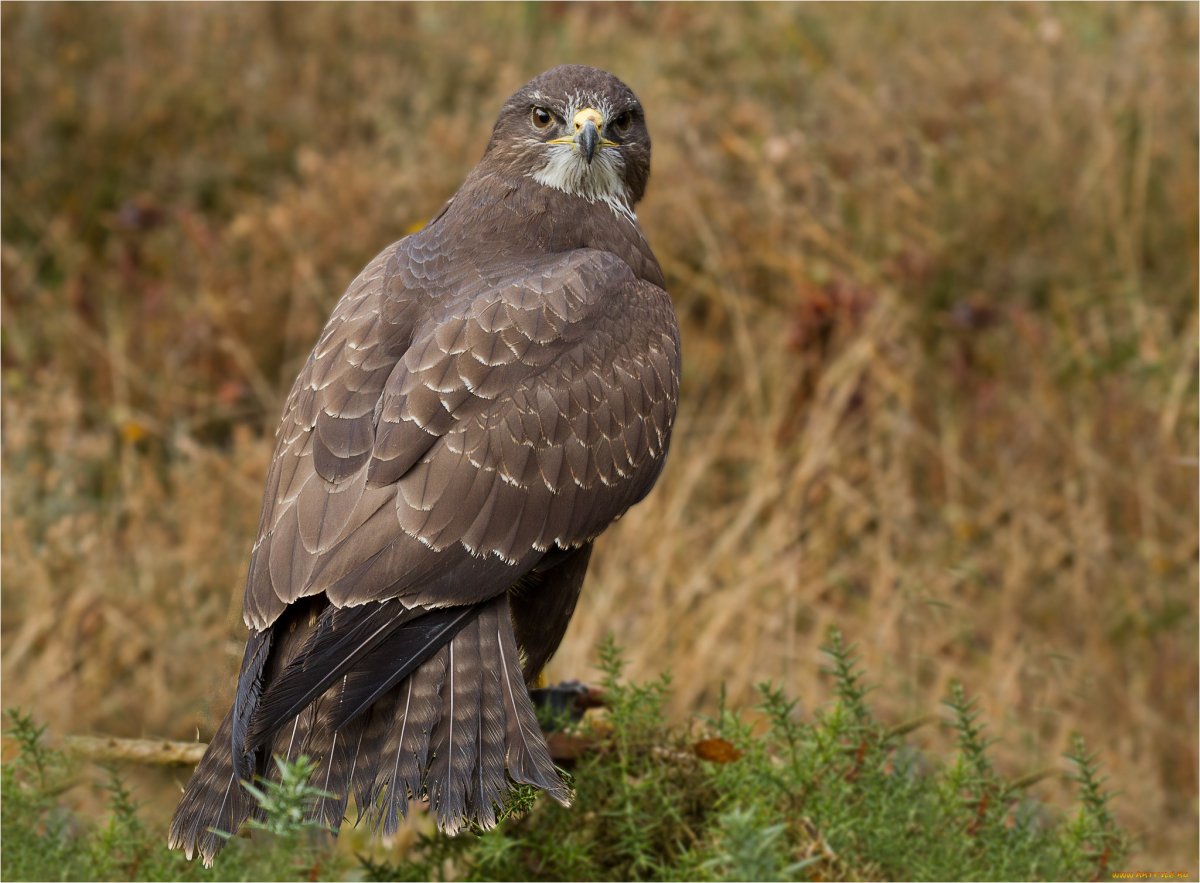 Канюк природная зона