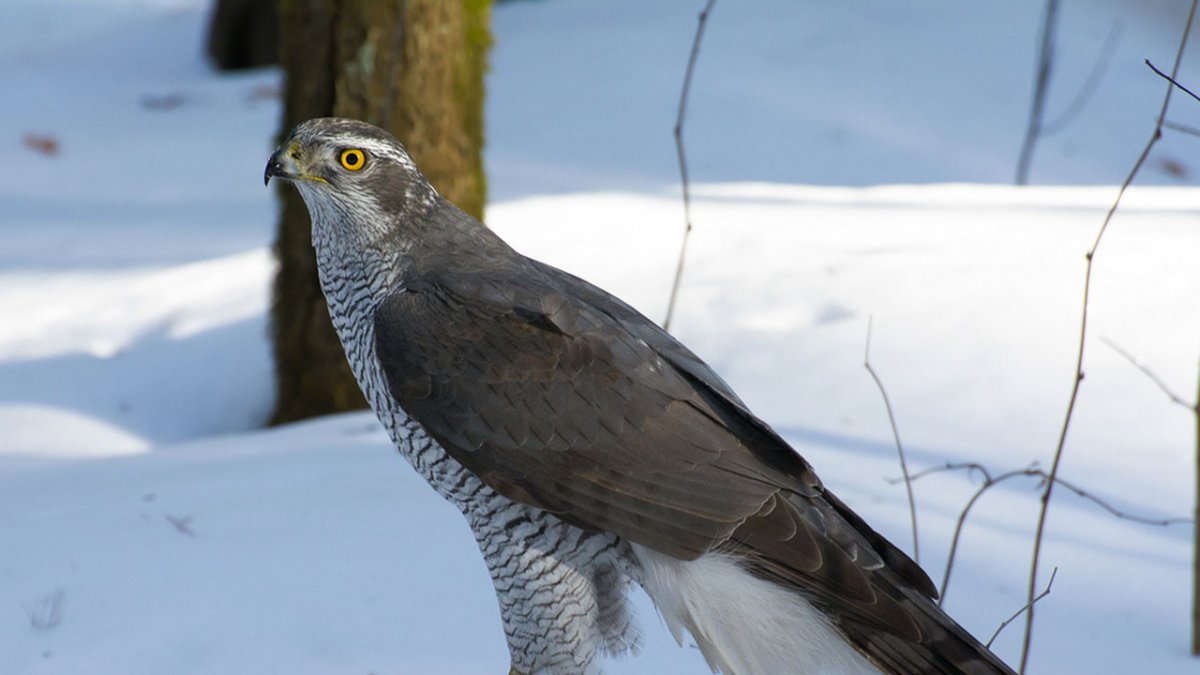 Орлан-белохвост красная