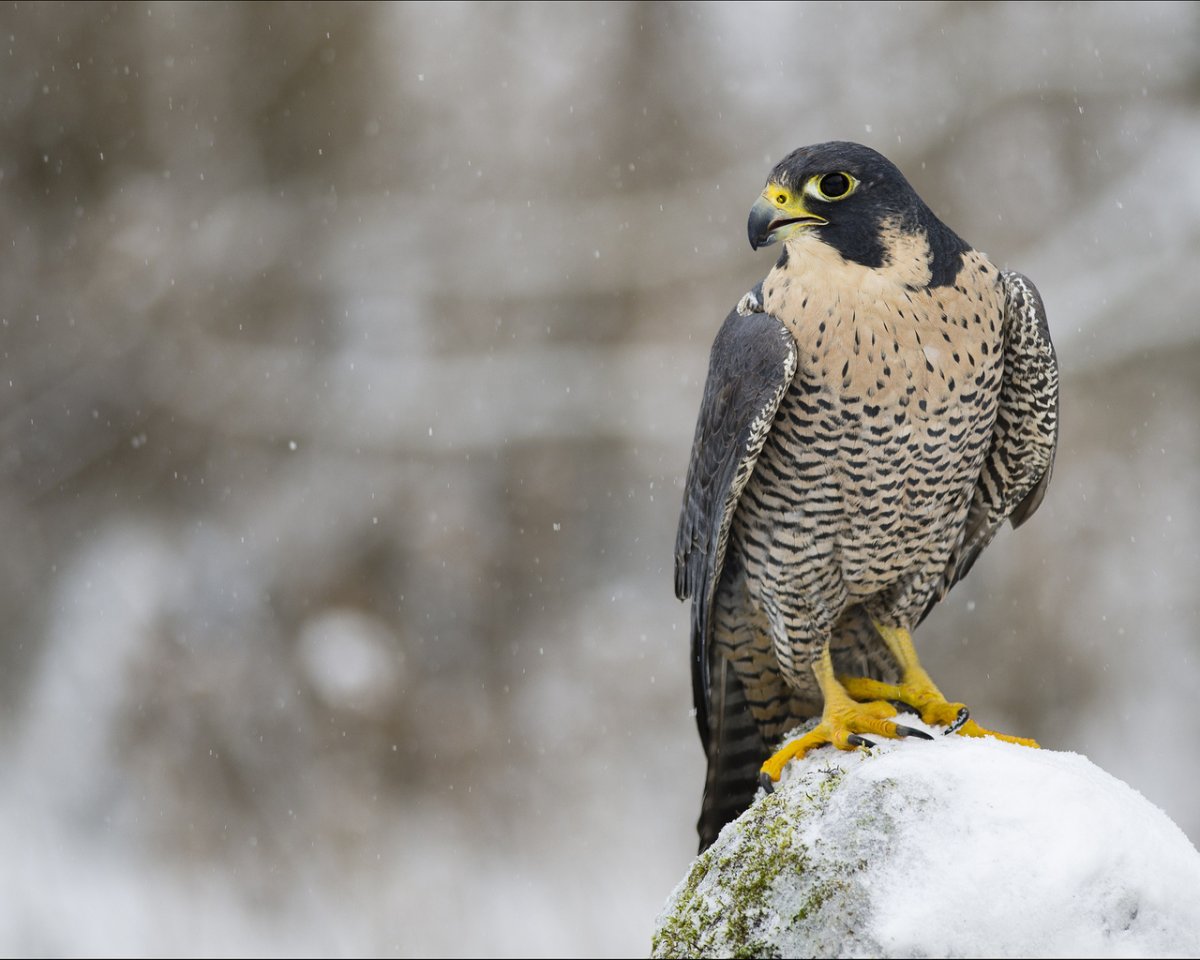 Сокол Сапсан