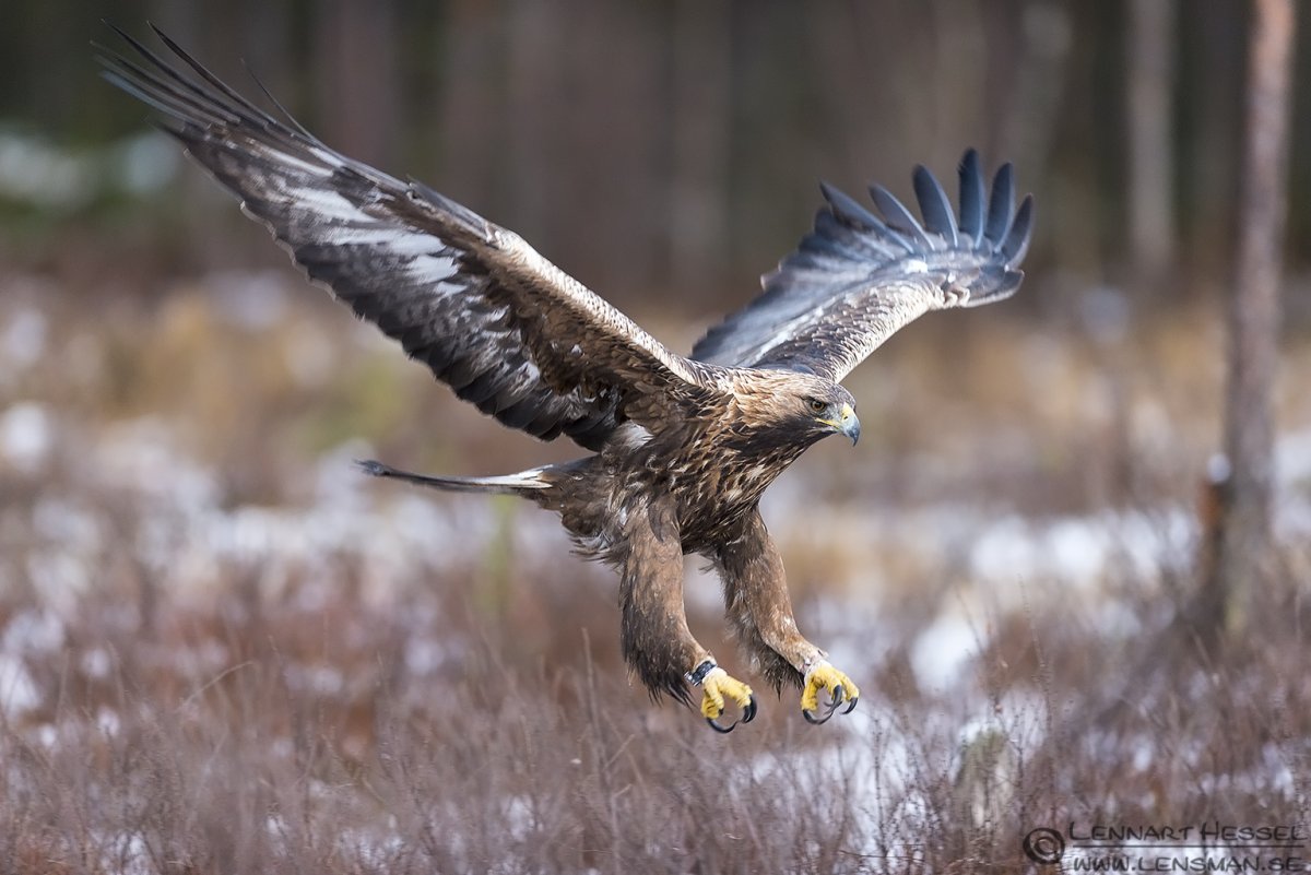 Сокол Змееяд