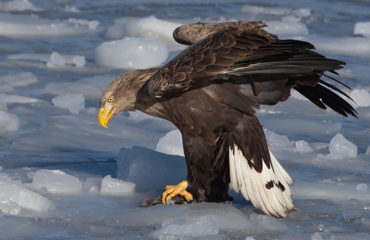 Беркут Халзан