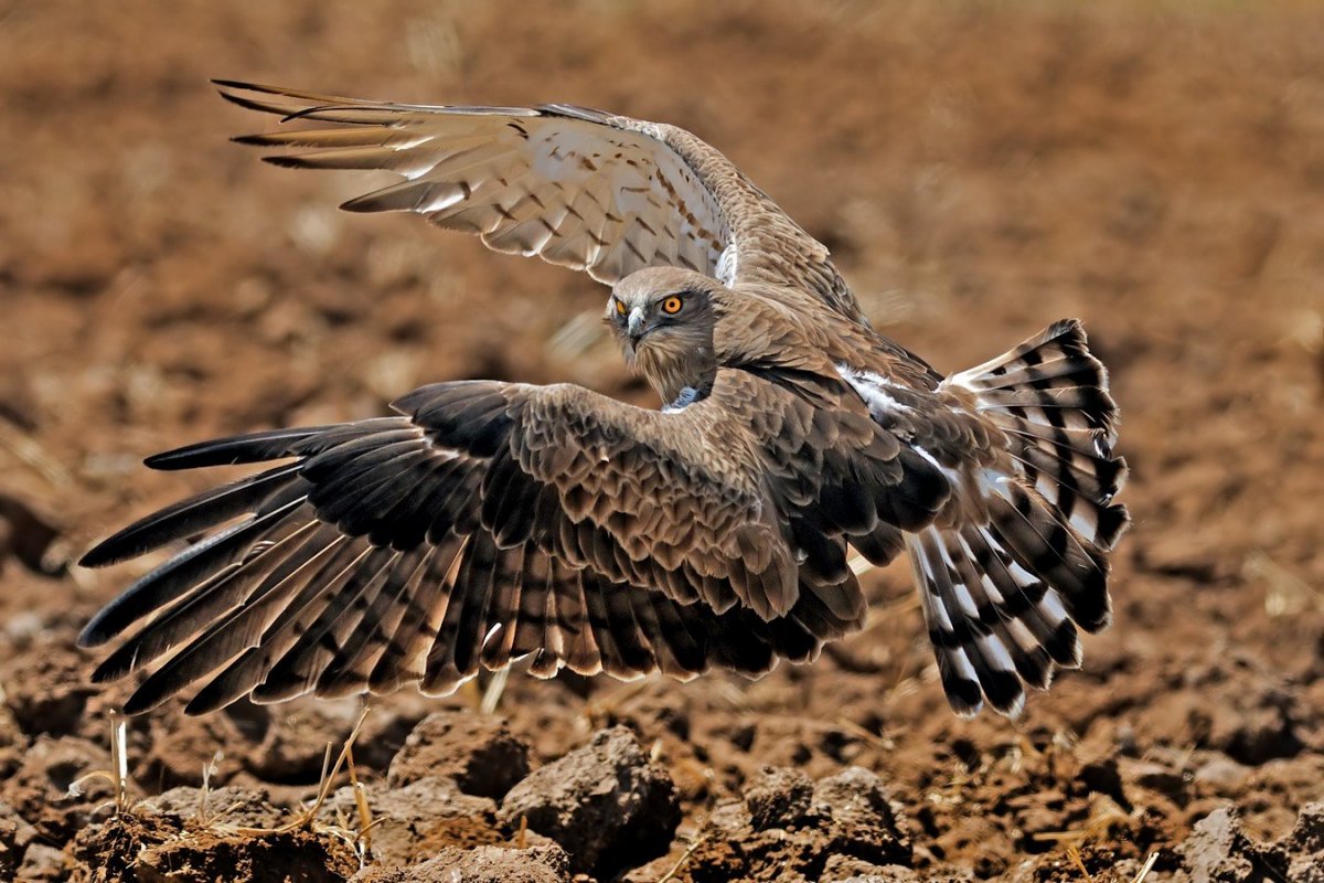 Хищные птицы в природе