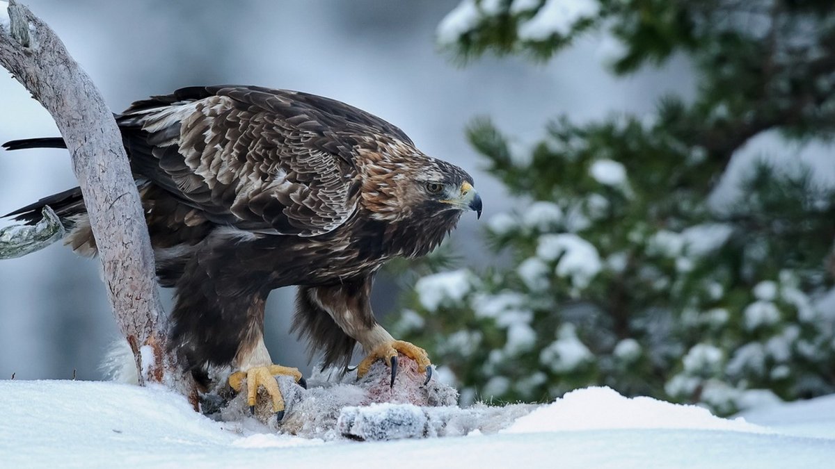 Клюв коршуна