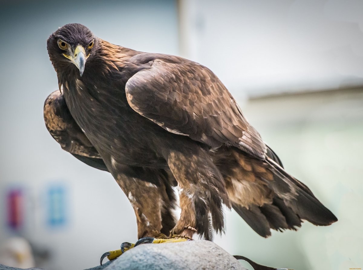 Кречет - Falco rusticolus Linnaeus