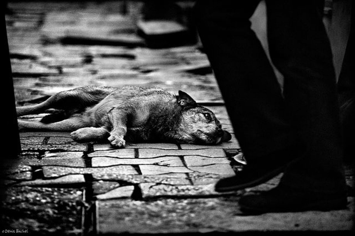 Бездомные животные картинки