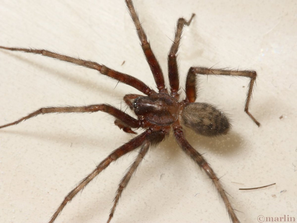 Быстрый паук в доме