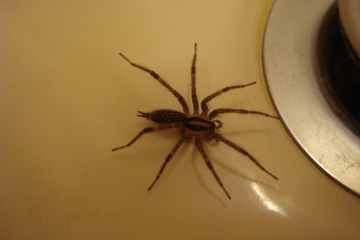 Паук коричневого цвета