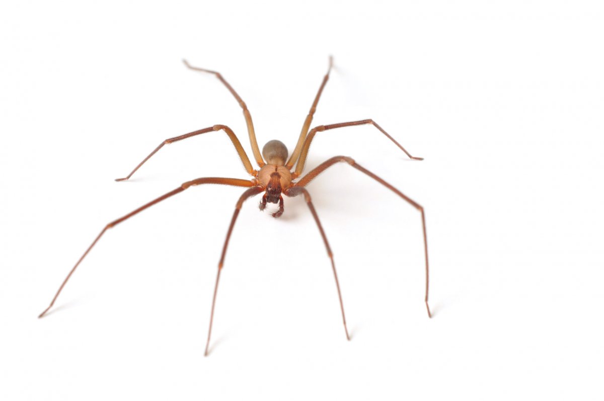 Brown Recluse