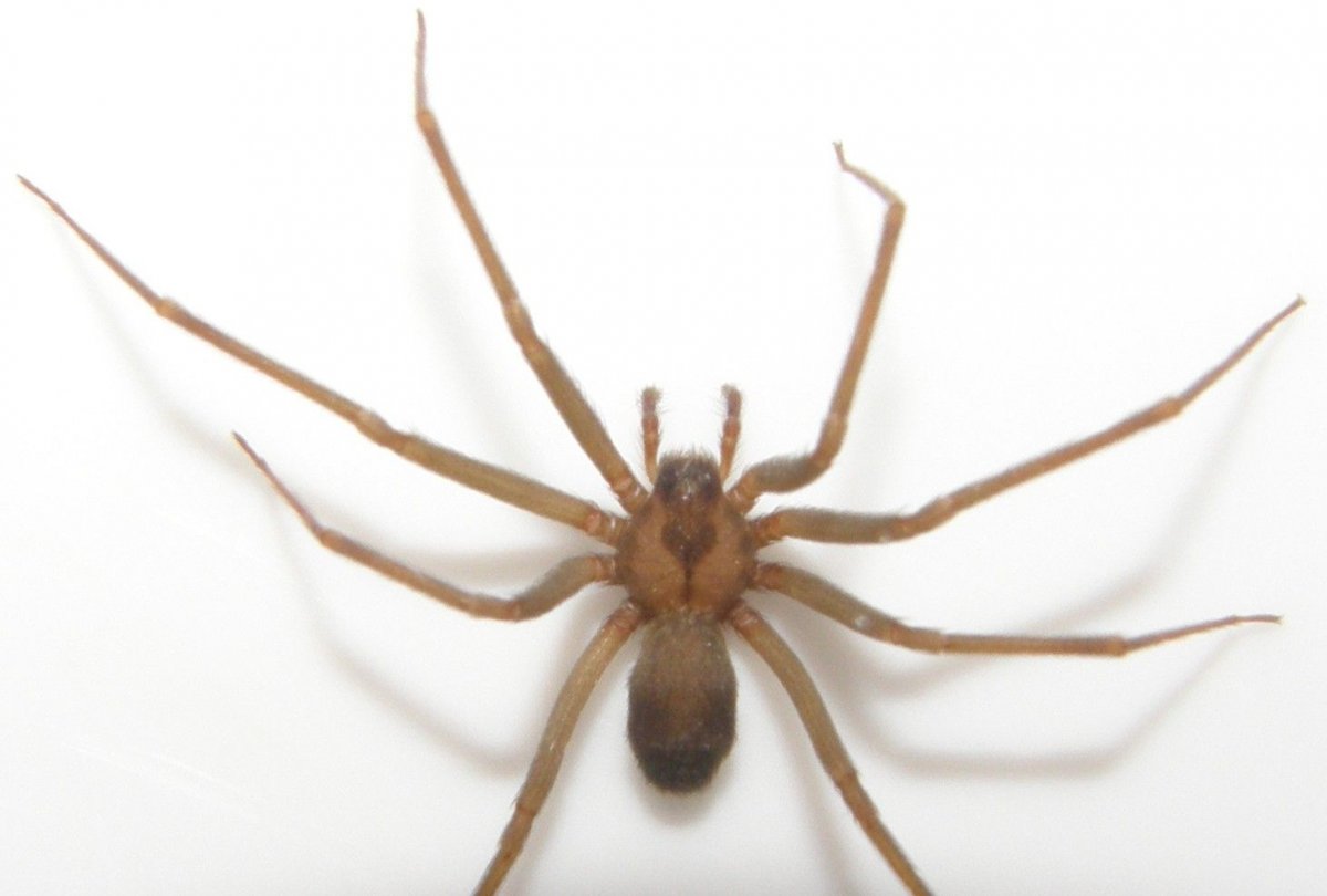 Паук коричневый домашний
