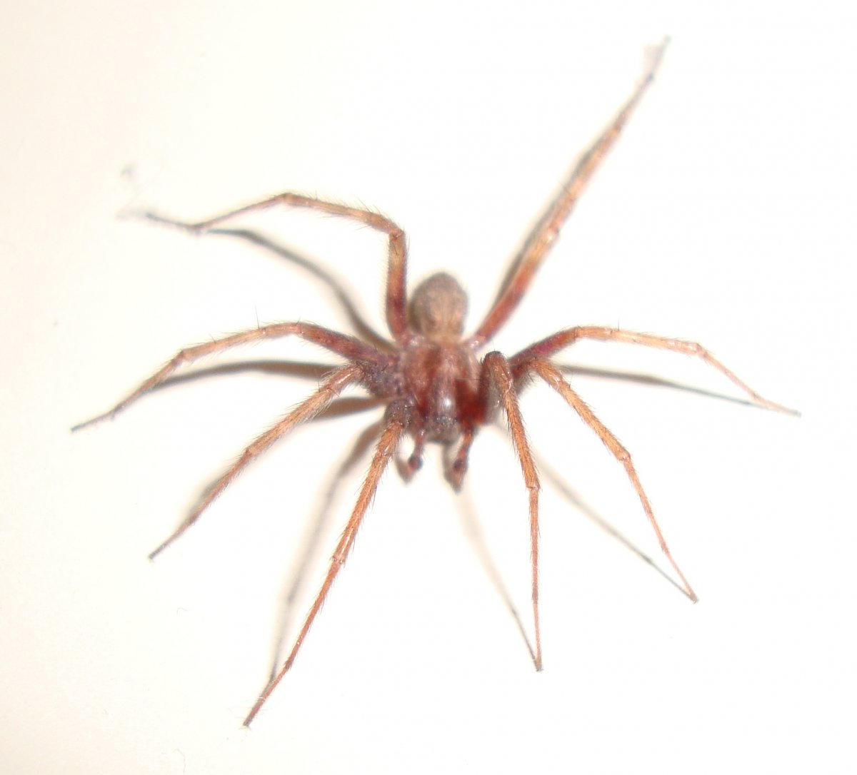 Красный домашний паук