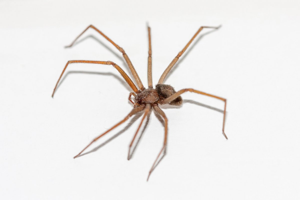 Коричневый паук с белым брюшком