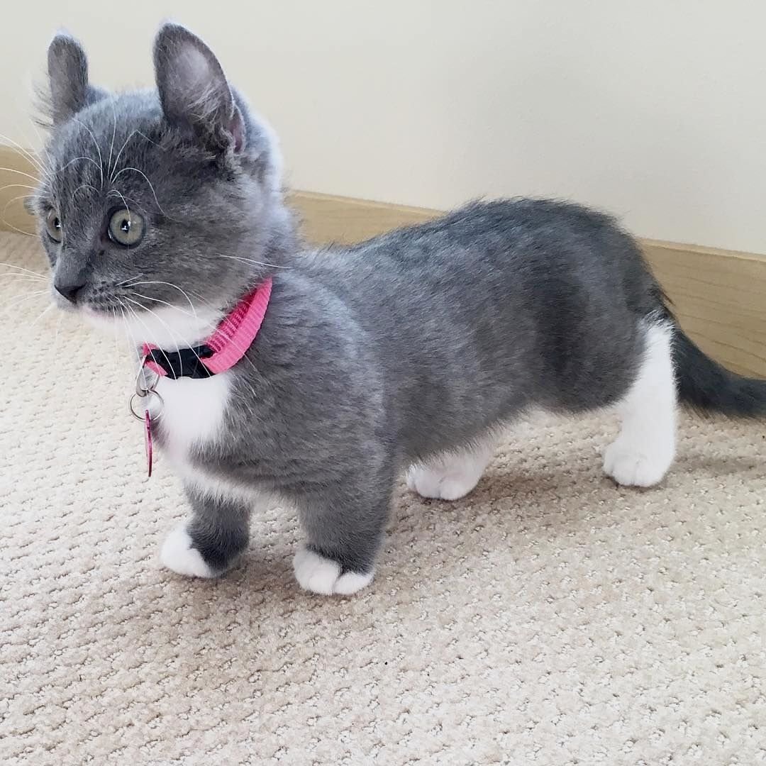 Манчкин бобтейл