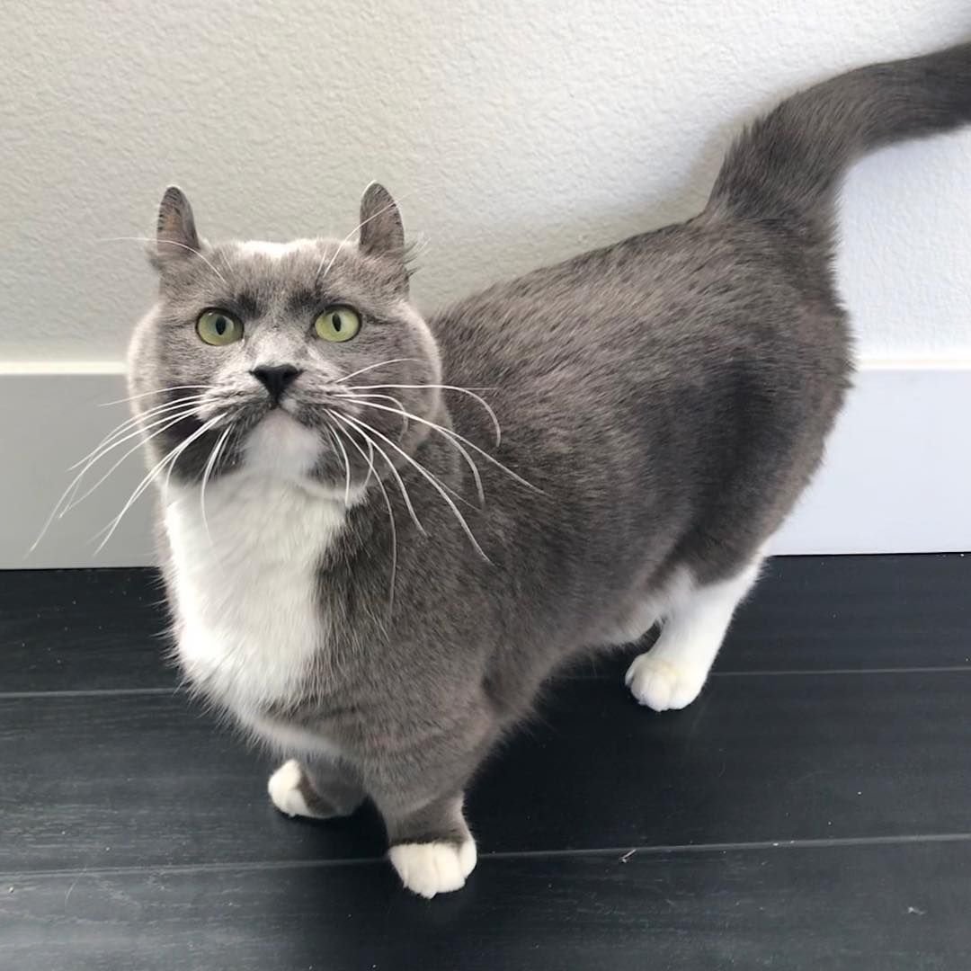 Манчкин круглоухий