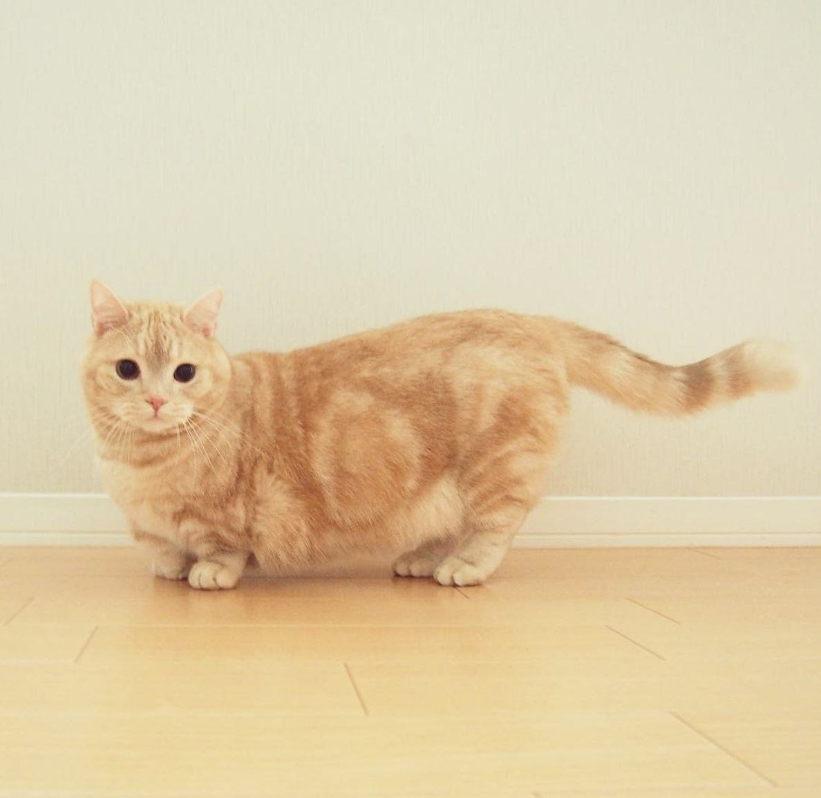 Манчкин кот