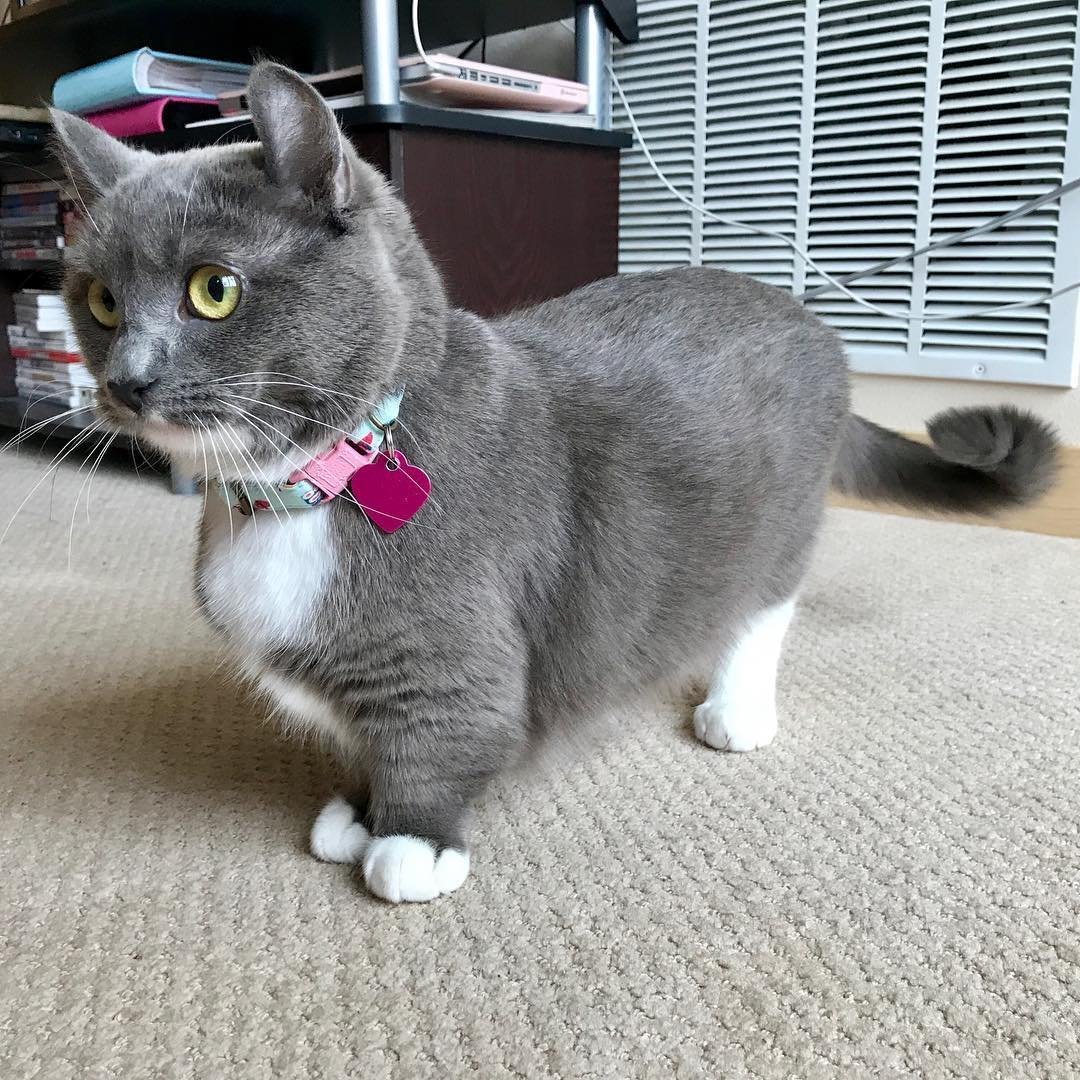 Коты Манчкин милые