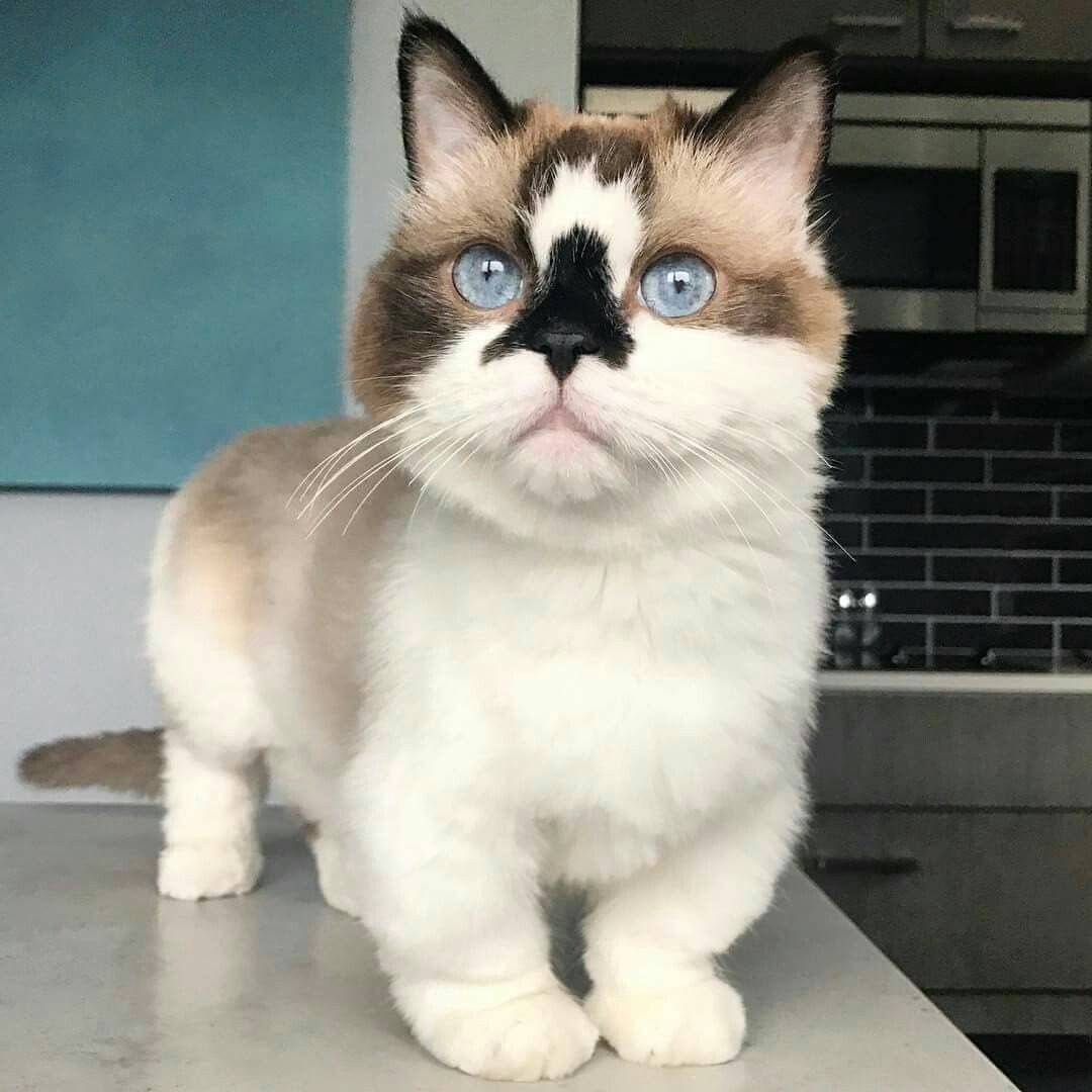 Манчкин табби