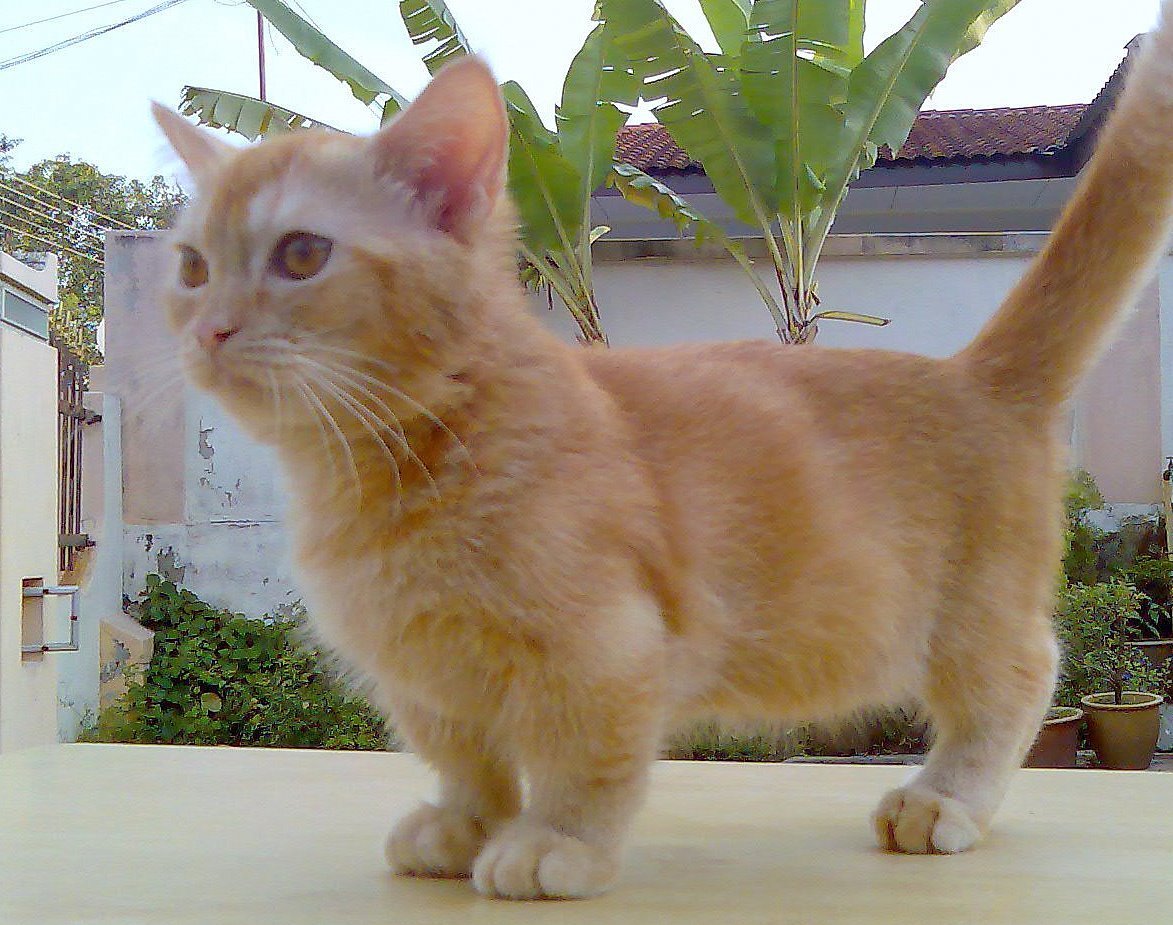 Манчкин кошка