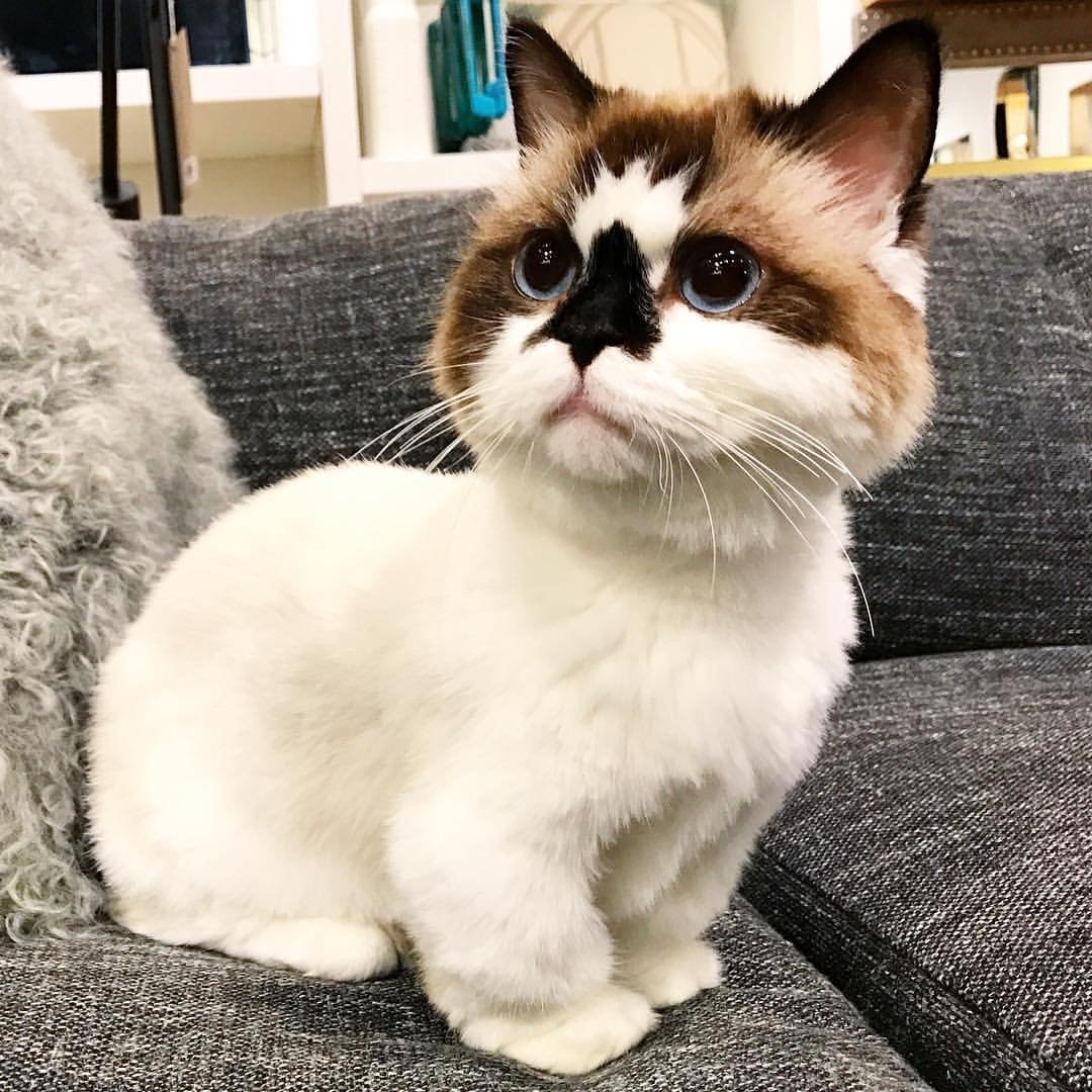 Манчкин кот