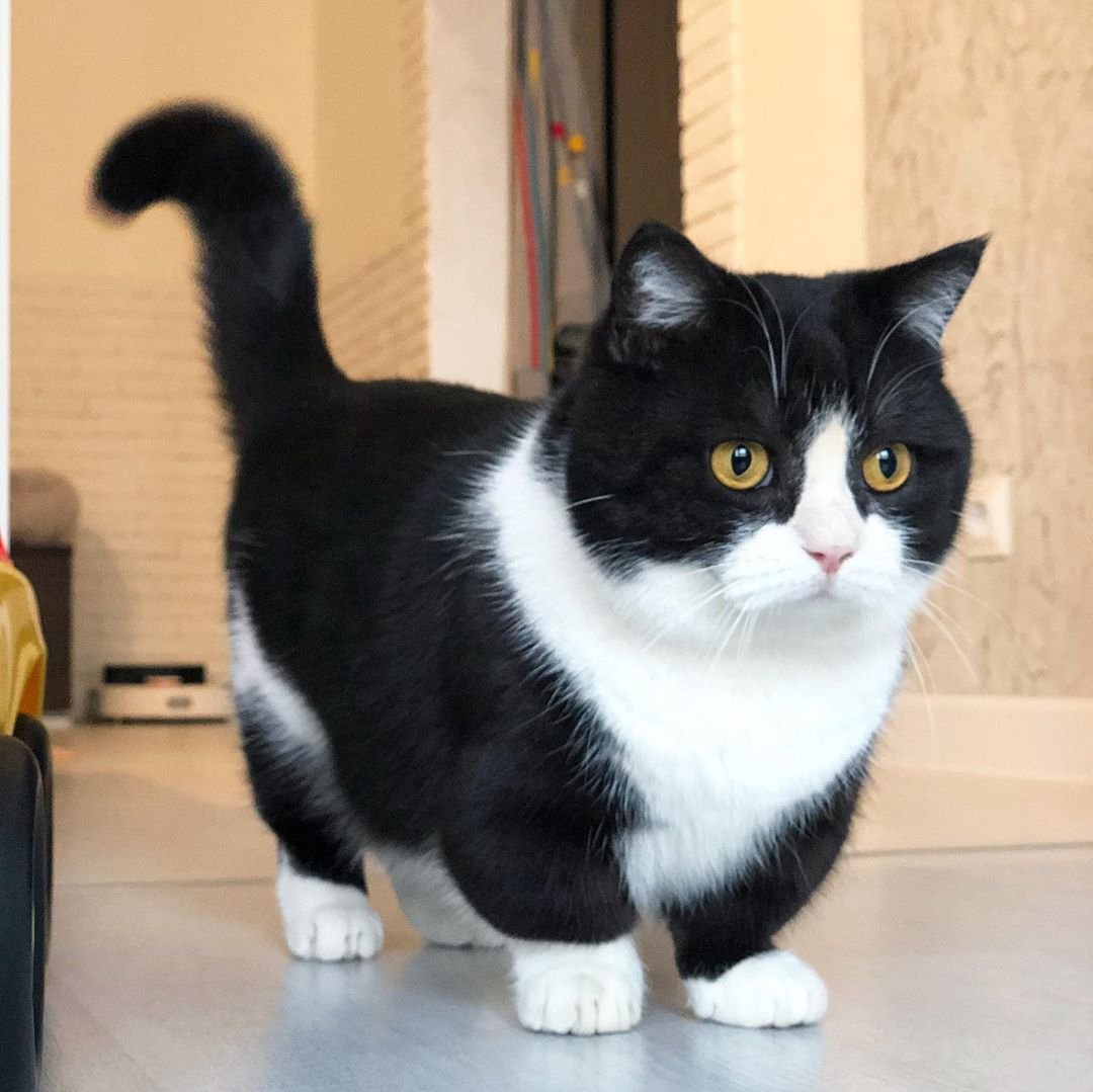 Манчкин серый полосатый