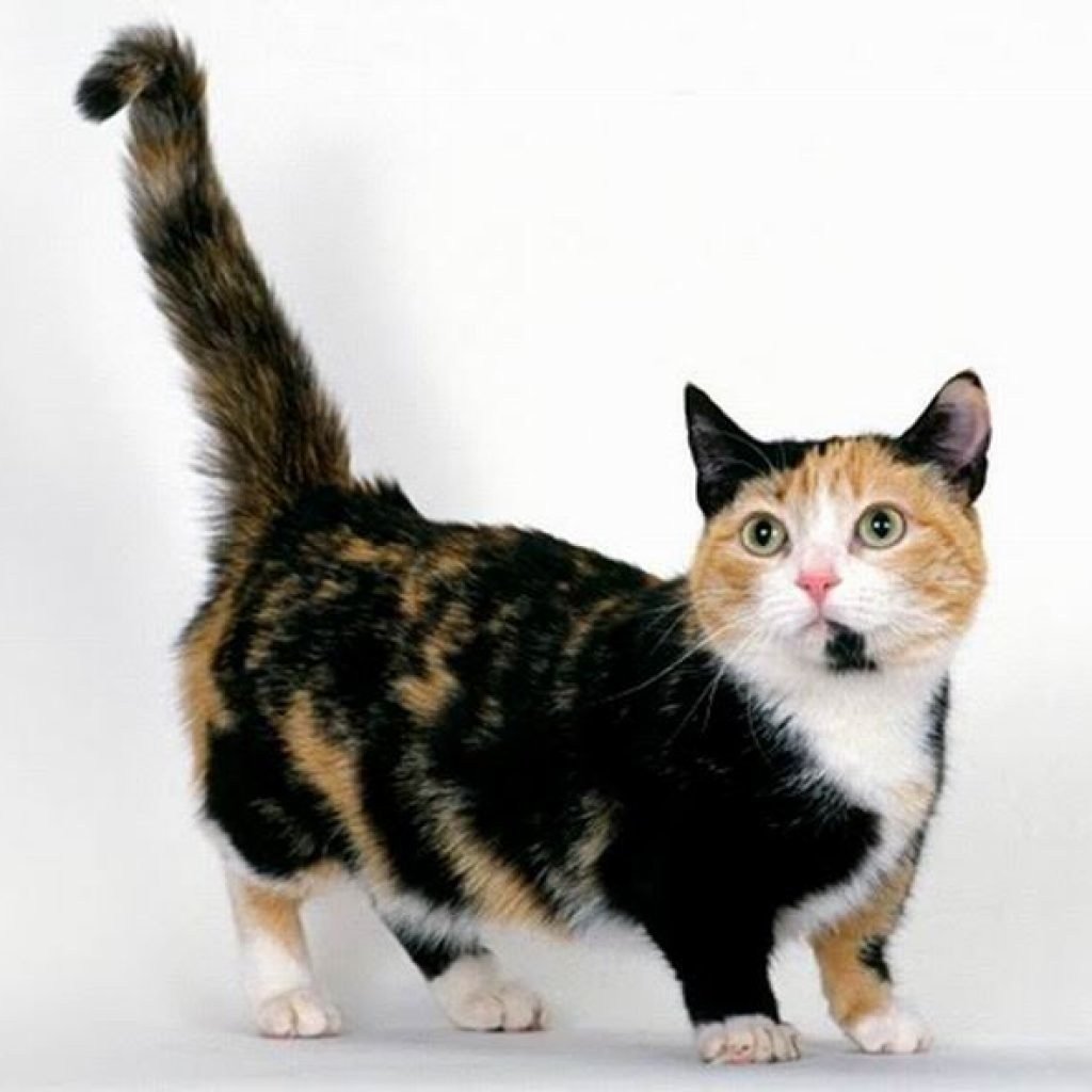 Манчкин порода кошек