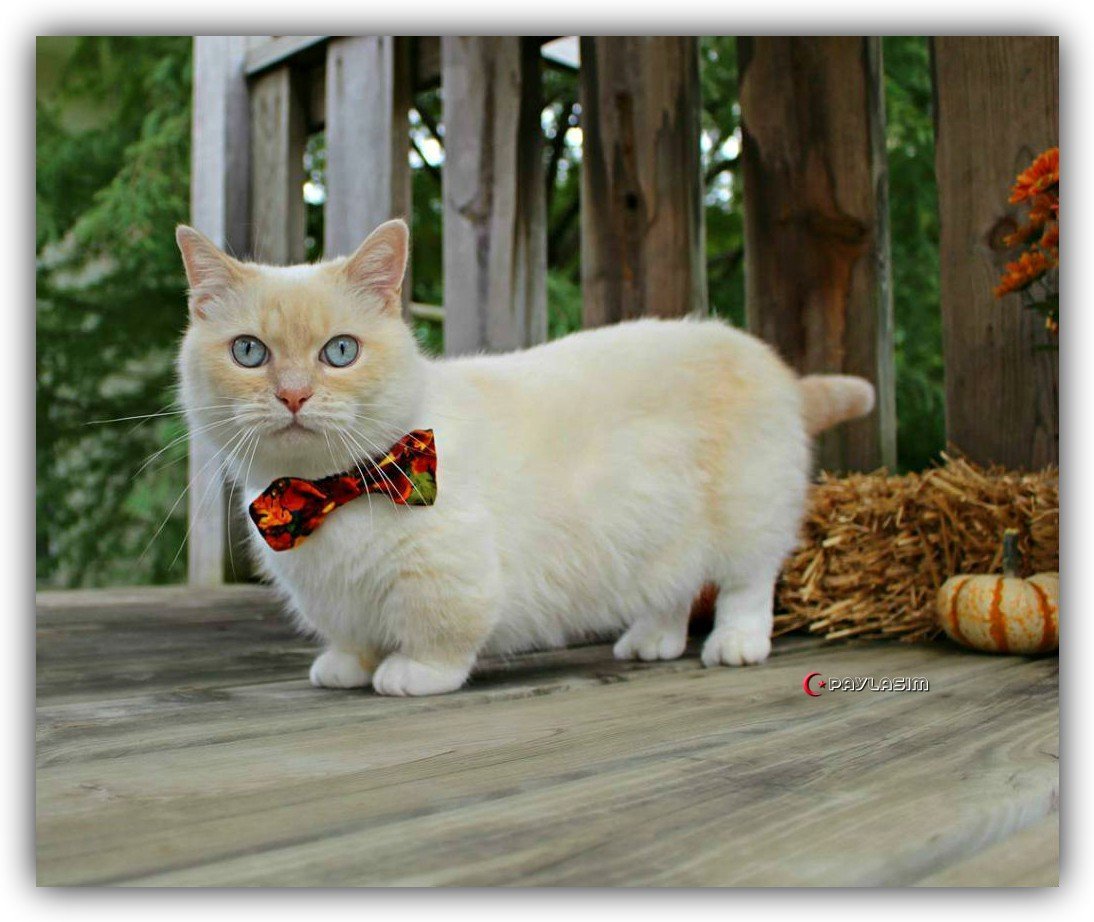 Манчкин кот