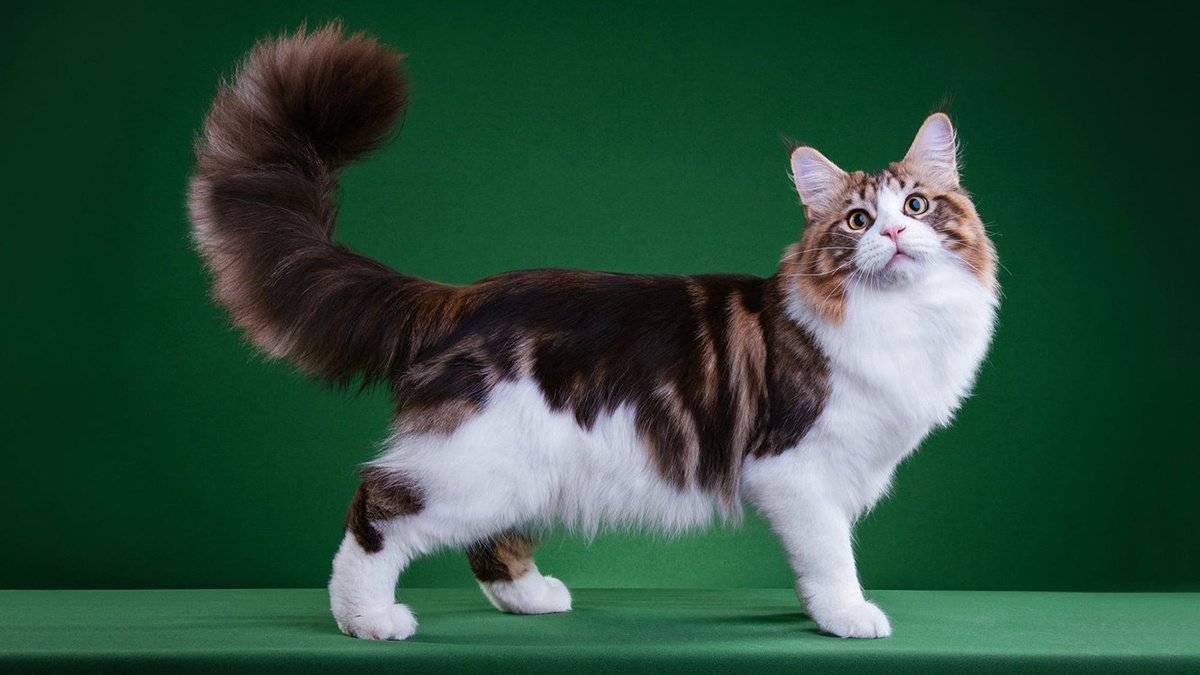 Кот коротколапый порода Манчкин