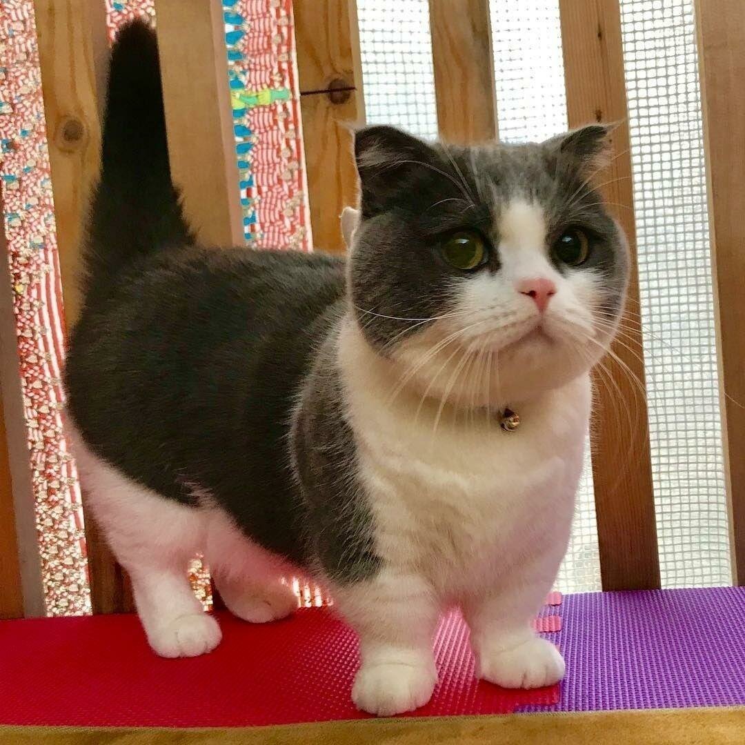 Рэгдолл Манчкин