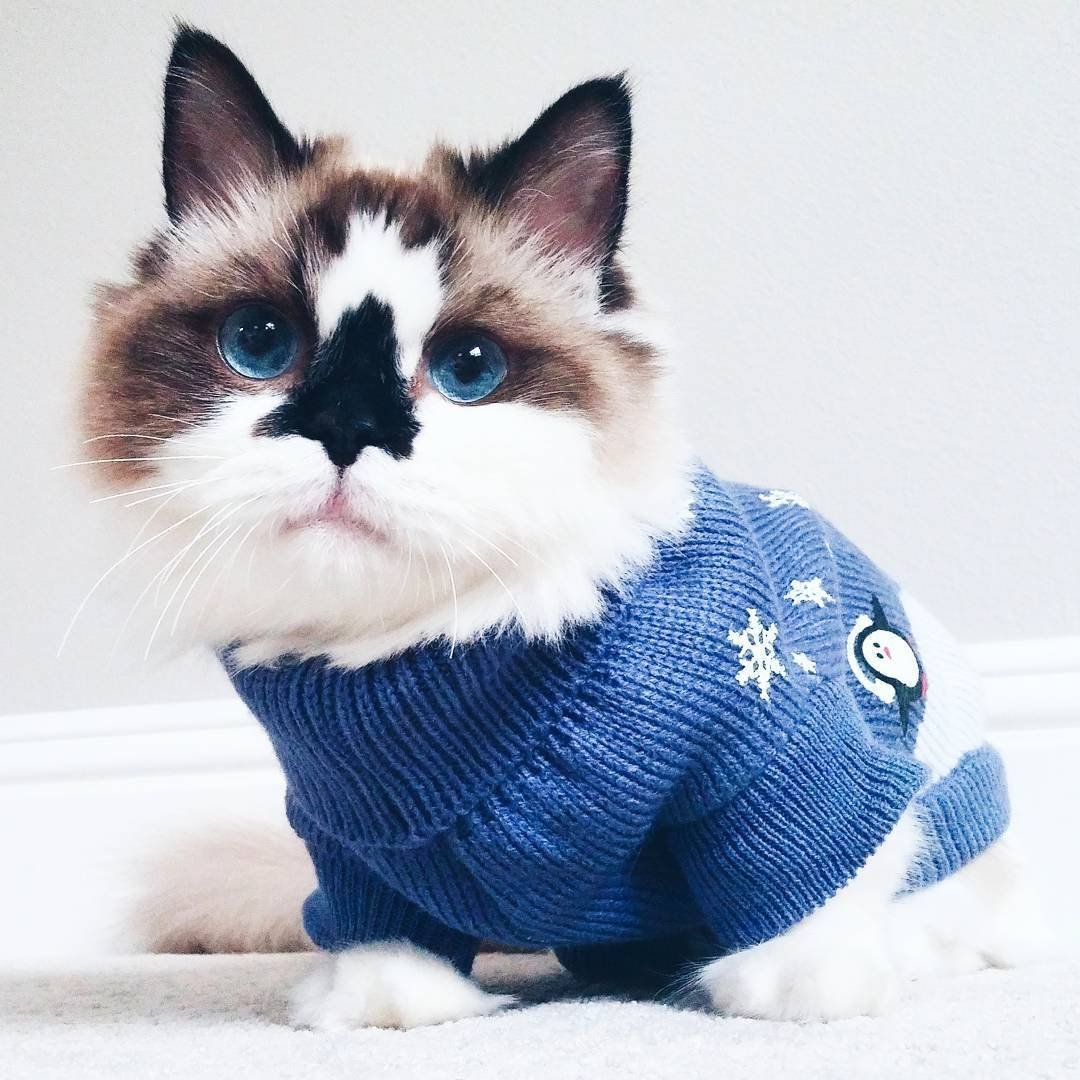 Порода кошек с короткими лапами и большими глазами серые