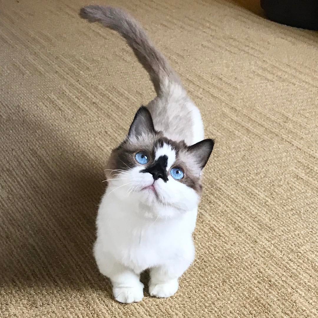 Манчкин полосатый