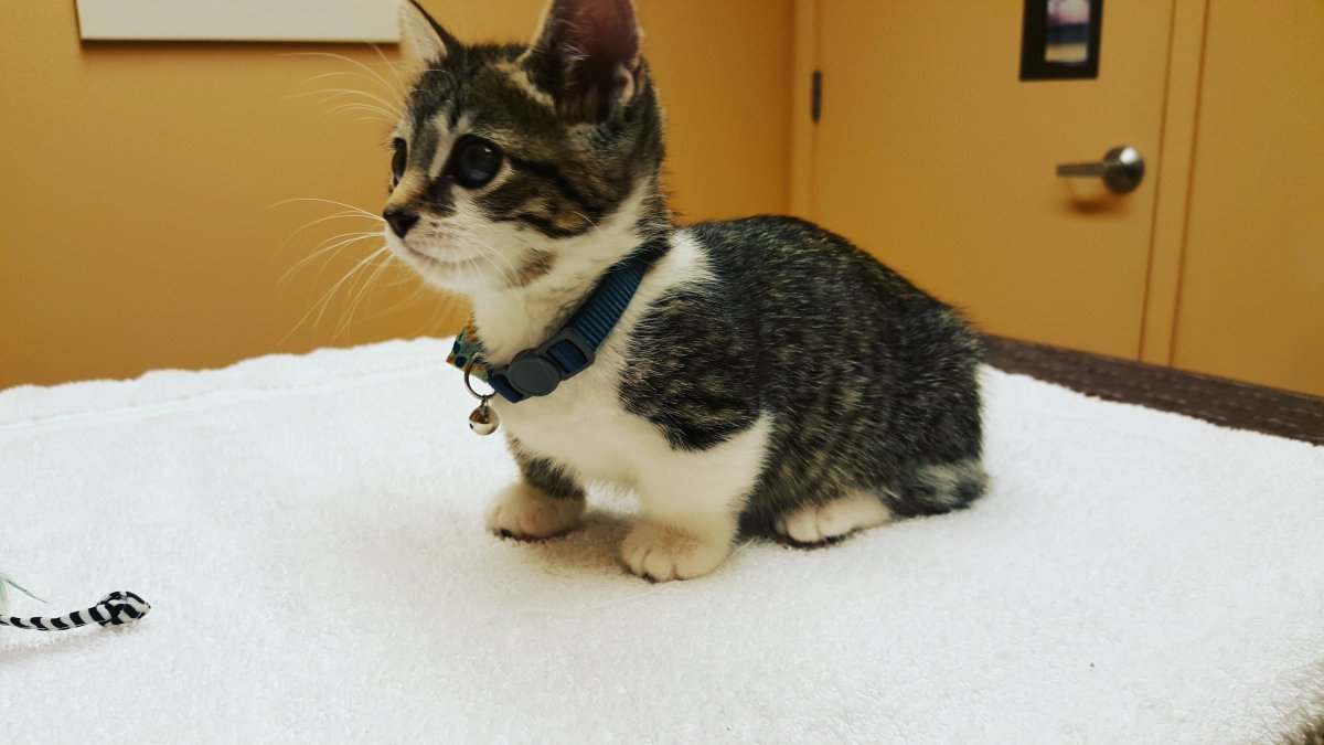 Японские коты с короткими лапами