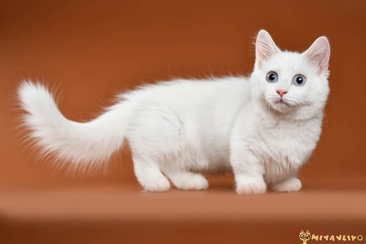 Кошка такса Манчкин