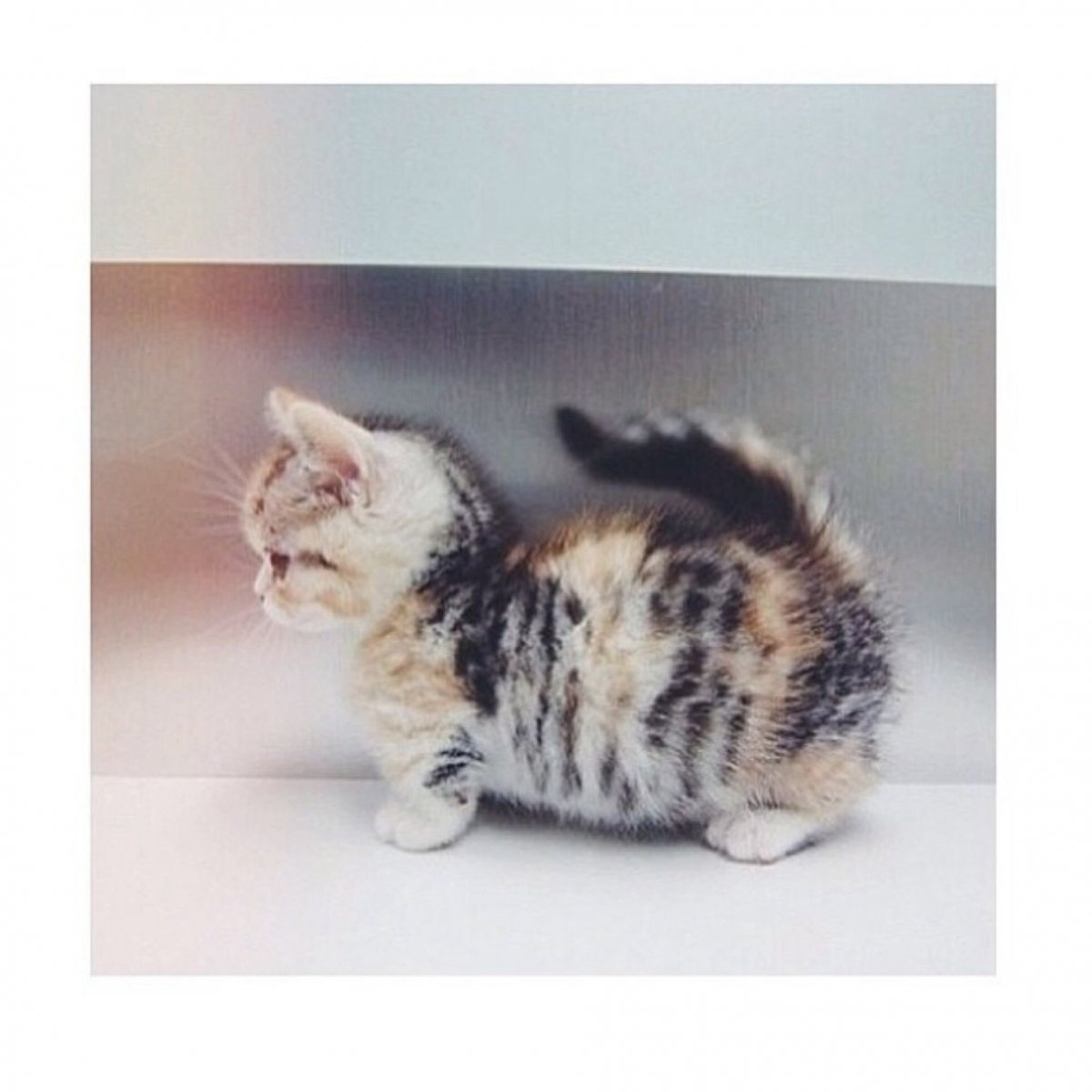 Манчкин кот