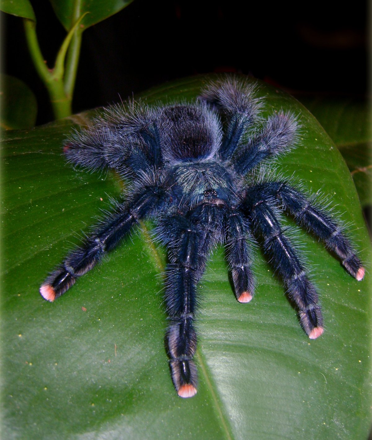 Паук птицеед Avicularia