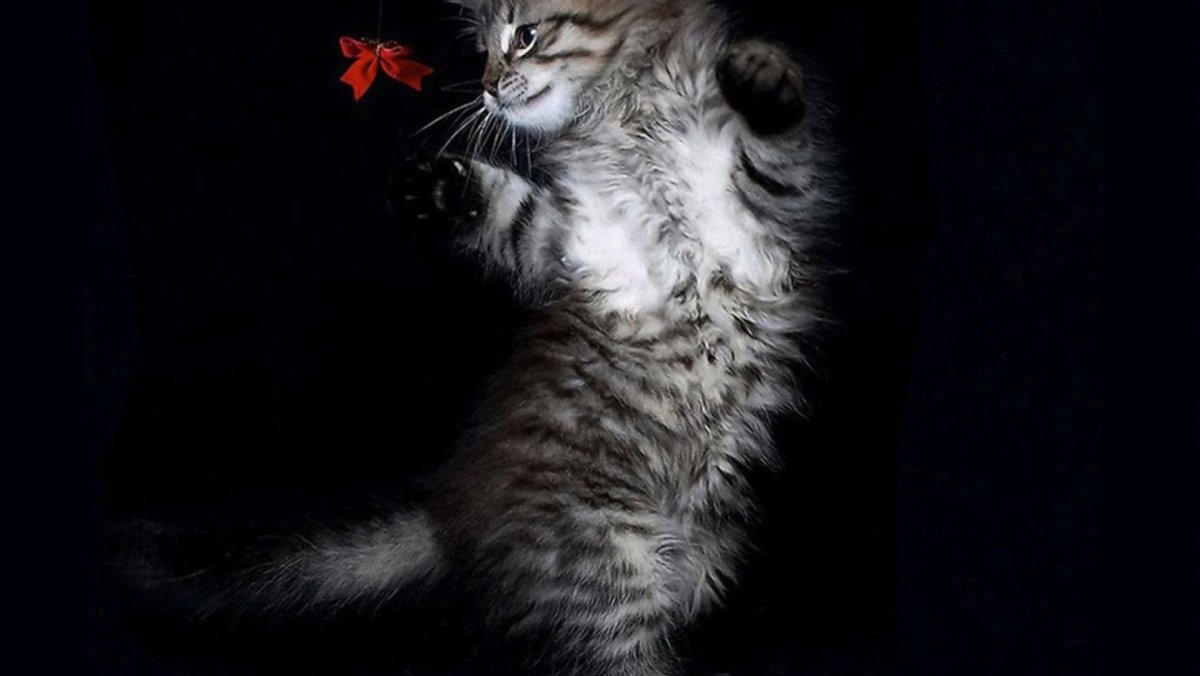 Кошка на черном фоне