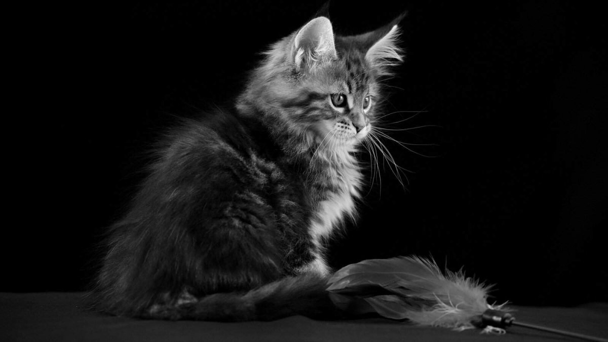 Красивая кошечка на черном фоне