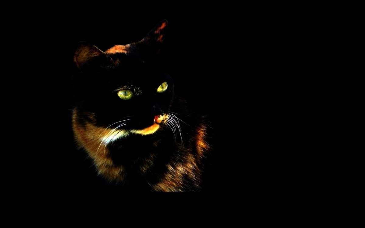 Черный кот на черном фоне