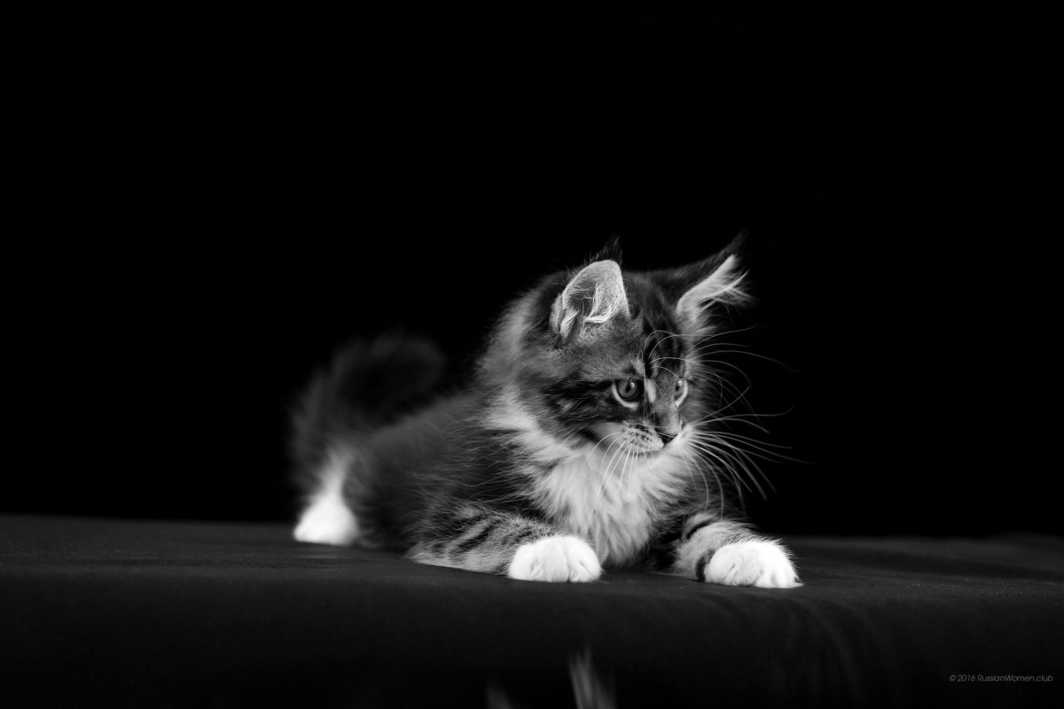 Кот на темном фоне