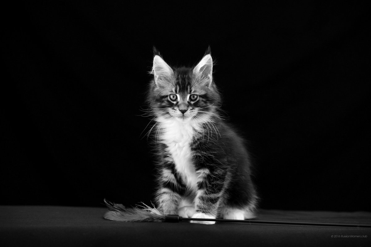 Кошка на темном фоне