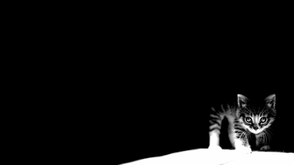 Кот на темном фоне