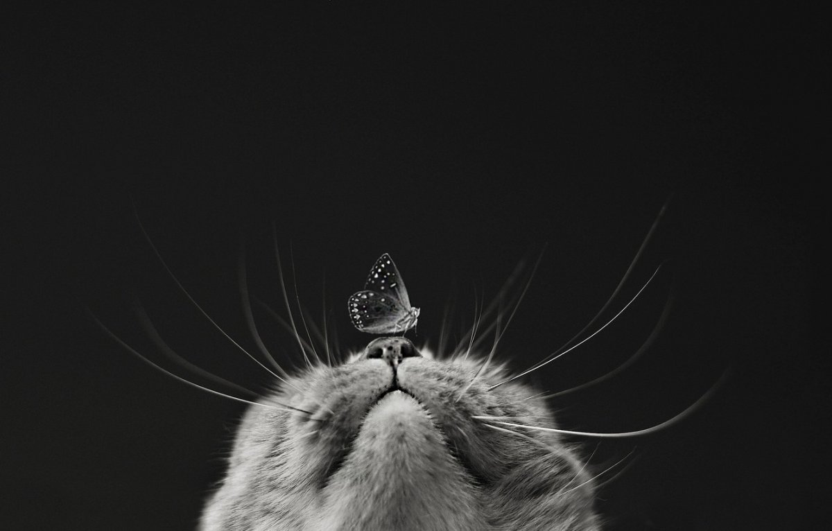 Черно белые заставки