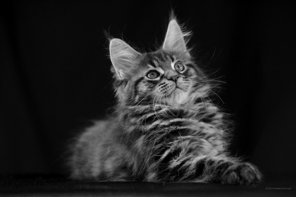 Котенок на темном фоне