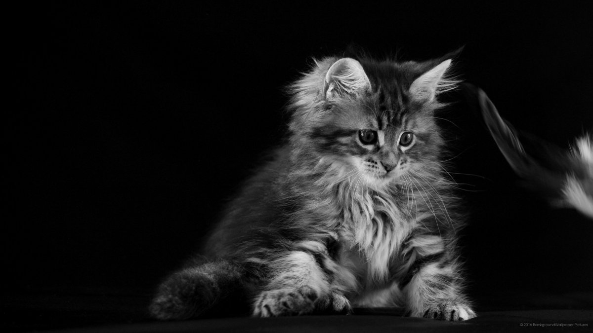 Коты Мейн кун