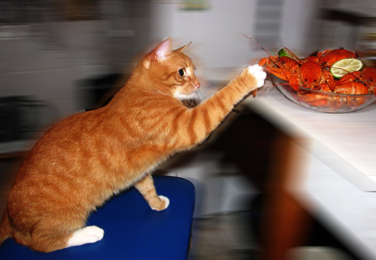 Фото голодной кошки