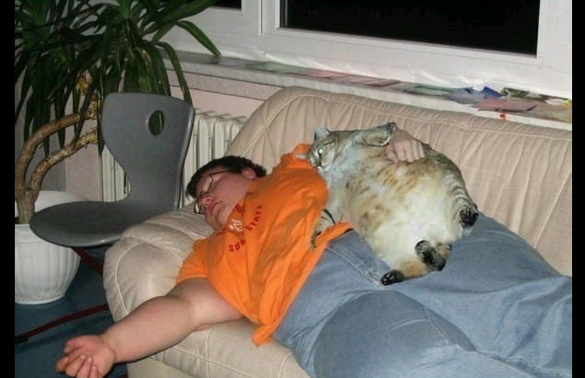 Толстый кот с едой