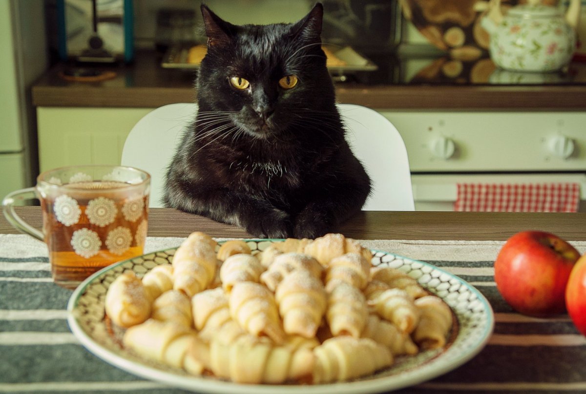 Толстый черно белый кот