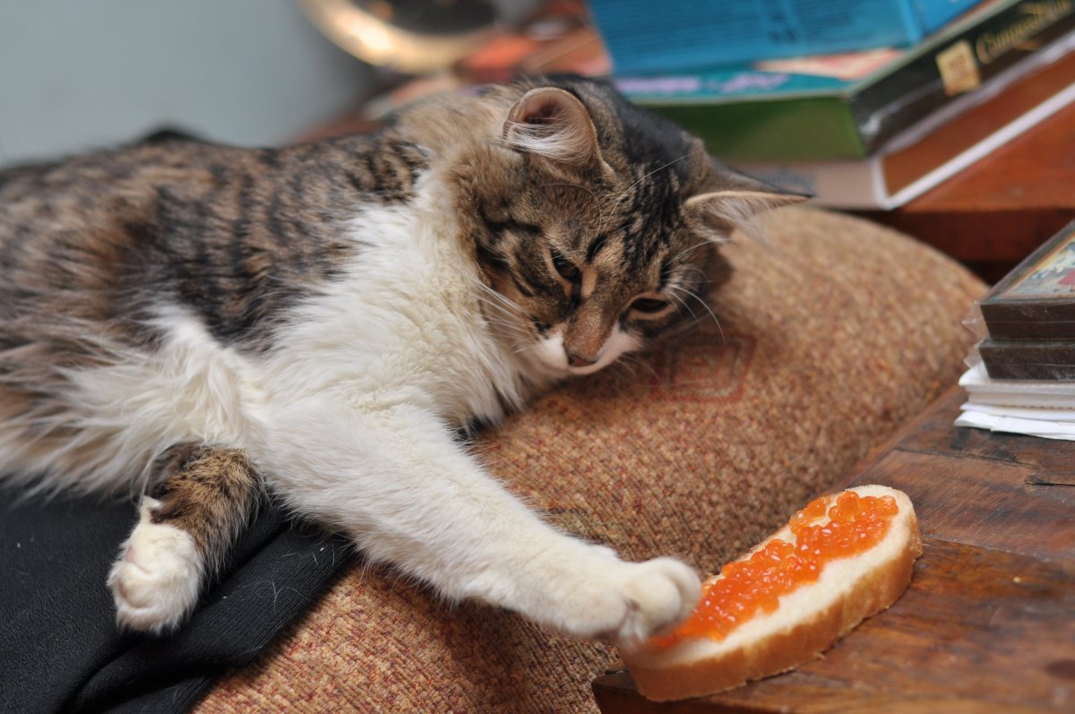 Толстый полосатый кот