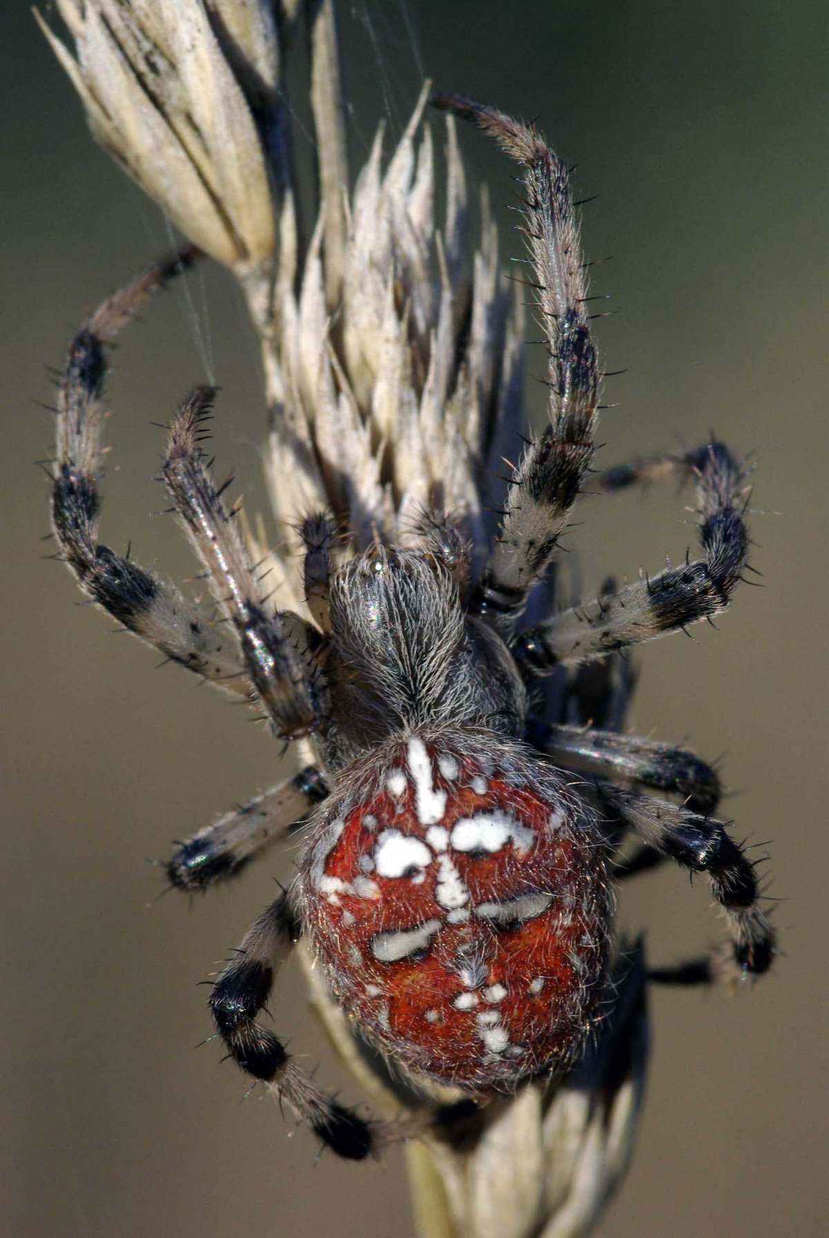 Ядовитые пауки Волгоградской области